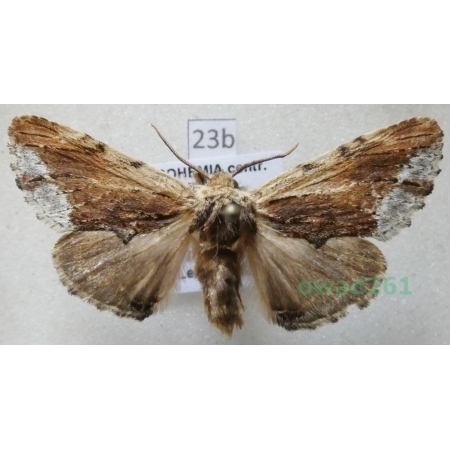 Ptilodon cucullina (Denis & Schiffermüller, 1775) Czech23b